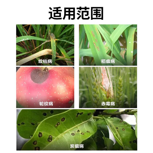 Longdeng Ricao Thiophanate Methyl 500g/L Thiophanate Methyl Anthrax Ring Rice Pesticide Fungicide