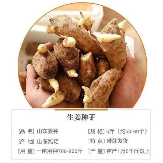 Shandong germinated ginger seeds ginger seeds old ginger seeds ginger seedlings ginger seedlings 3Jin Jin equals 0.5kg 5Jin Jin equals 0.5kg 1500g