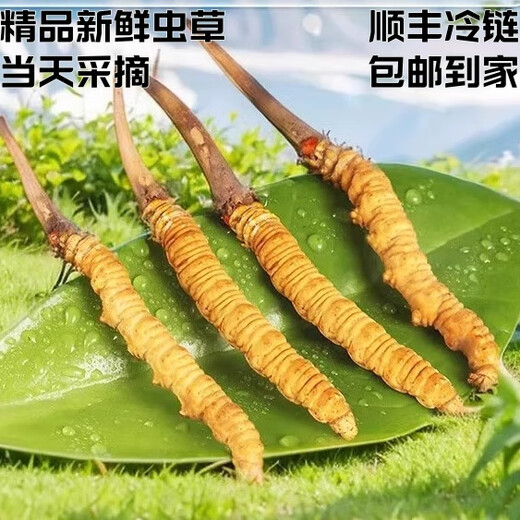 
Fresh Cordyceps sinensis 2025 Selected Alpine Fresh Cordyceps SF Express Cold Chain Direct Hair 1.2-1.4 grams/100 roots Tibet fresh grass 1.2-1.4 grams each 50 pieces of 3 pieces of free