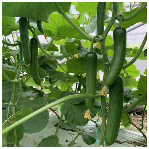 汇种草农1517水果黄瓜种子上海口感小青瓜无刺水果黄瓜种子嫁接苗 干德1517黄瓜种子 1000粒