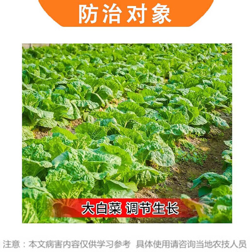 Guoguang 8% amine fresh ester amine fresh fat vegetable Chinese cabbage promotes growth and yield plant growth regulator 10g*10 bags