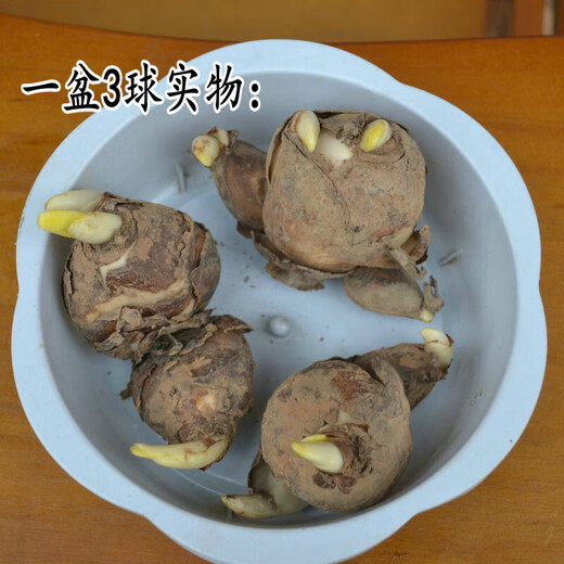 Narcissus bulbs, hydroponically cultivated in soil, are good for raising cold-resistant, fragrant bulbs. Zhangzhou Narcissus Yang Narcissus bulbs, 10 narcissus balls.