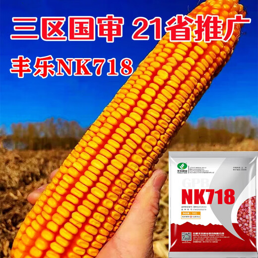 Suiyiman NK718 double-rod national-approved corn seed collection non-GMO dwarf big-rod corn seed large purple-rod corn seed NK718 upgraded rust-resistant version 4Jin Jin equal to 0.5kg, packed for planting 1.2 acres