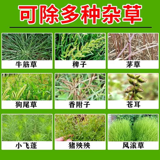 Flufenacet herbicide, sealing weed and root rot herbicide, soybean pre-emergence herbicide 3g*50 pack 50% Flufenacet