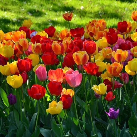 Tulip seed bulbs imported from the Netherlands, winter cold-resistant indoor and outdoor courtyard flower seeds, hydroponic plant potted large balls Review 10 balls + fertilizer (super cheap)