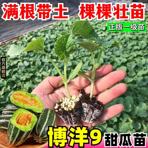 1163 items sold in 30 days. Super sweet Boyang No. 9 melon seedlings, cantaloupe seedlings, muskmelon seedlings with soil, horn honey and green treasure. Boyang melon seedlings/crisp and sweet/regular base seedlings. Buy 10+4 and send 14 seedlings +2 bags of fertilizer+tutorial.
