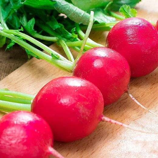 Collected by 20,000 people Four seasons cherry radish and fruit radish, eaten raw, red-skinned, white-fleshed radish, crispy, sweet and juicy Four seasons cherry radish and fruit radish (newly planted this year) Selected 1 pack (about 300 pieces)