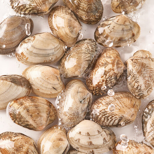 Fresh large clams 300g (18-26 capsules)