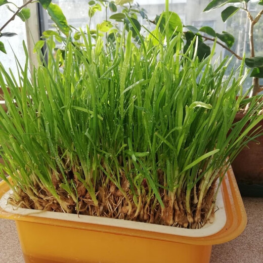 Vegetable seedlings, leek root seedlings, freshly planted root seedlings, four-season balcony potted ground leaf vegetable seedlings, leek root seedlings, 100 chive root seedlings