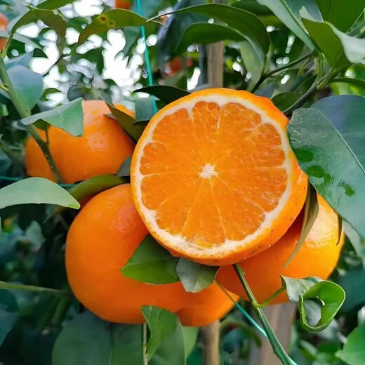 Jingdida Sichuan Ehime No. 38 jelly orange net weight 8Jin Jin is equal to 0.5kg fruit diameter 75-80mm citrus orange fresh fruit straight from the source