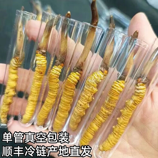 新鲜冬虫夏草真空锁鲜包装顺丰冷链产地直发精选大草新鲜头期虫草 西藏那曲鲜虫草每条0.5克50条装