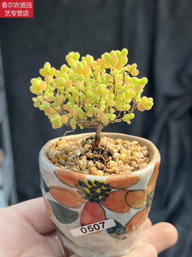Zkhe Real Honey Orange Candy Ball Ramas de mandarina y albaricoque seco pequeño acantilado en forma de árbol Vieja Plantas suculentas un disparo un tiro 695 kumquat 6 cm 3.9 Fotos con macetas