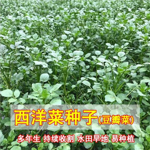 Xiangbin Four Seasons Guangdong Watercress Seeds Field Planting Wild Aquatic Balcony Easy to Plant Live Vegetable Seeds Watercress Seeds Watercress Seeds 3g Original x5 Pack