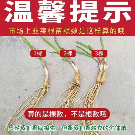 Vegetable seedlings, leek root seedlings, freshly planted root seedlings, four-season balcony potted ground leaf vegetable seedlings, leek root seedlings, 100 chive root seedlings