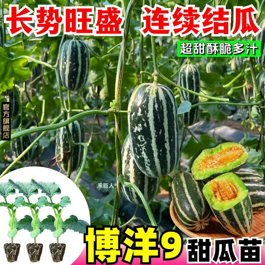 1163 items sold in 30 days. Super sweet Boyang No. 9 melon seedlings, cantaloupe seedlings, muskmelon seedlings with soil, horn honey and green treasure. Boyang melon seedlings/crisp and sweet/regular base seedlings. Buy 10+4 and send 14 seedlings +2 bags of fertilizer+tutorial.