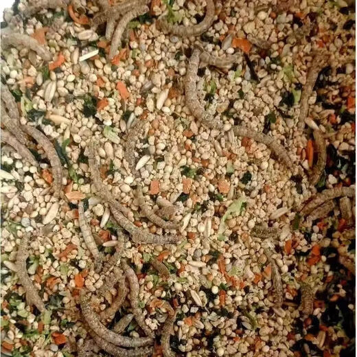 Rutin chicken special feed Rutin chicken egg production feed mealworm brooding feed quail feed high protein 2Jin Jin equals 0.5 kg brooding food containing mealworms dried vegetables