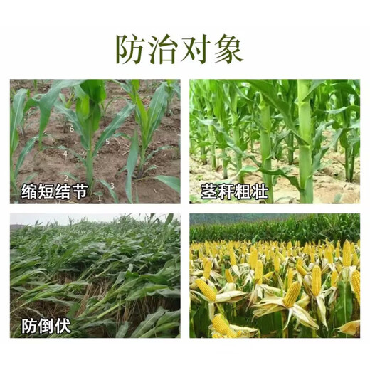Ammonium fresh ethephon ester corn growth control drug chlormequat control agent robustin dwarfing agent increase yield and resist lodging 25g