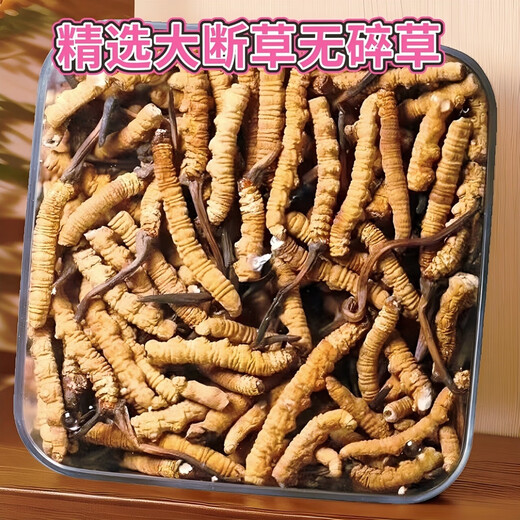 万草康仁冬虫夏草断草藏区断虫草断草中老年营养品整肉节虫草酒保健品 精选大断草 【 30克尊荣礼盒装】 送同款虫草1克