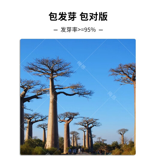 Rare succulents imported from Africa, rare species saplings, potted bonsai root fruits, baobab seeds, baobab seeds 250g/half Jin Jin equal to 0.5 kg