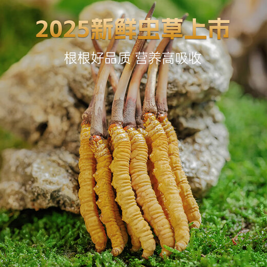 Zangqingyuan [erstes Stoppeln frisches Gras im Jahr 2025] Fresh Cordyceps sinensis, frischer Cordyceps in der ersten Stufe, Geschenkbox für frische Gras, frisches Gras 0,7 g/Wurzel, 50 Wurzeln