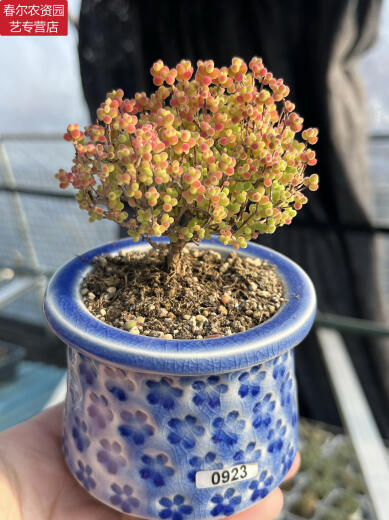 Zkhe Real Honey Orange Candy Ball Ramas de mandarina y albaricoque seco pequeño acantilado en forma de árbol Vieja Plantas suculentas un disparo un tiro 695 kumquat 6 cm 3.9 Fotos con macetas