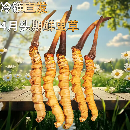 
Genuine 2025 fresh Cordyceps sinensis stubble Cordyceps sinensis 0.8g/root of fresh Cordyceps sinensis SF Express cold chain shipment Tibet fresh grass 1.0-1.2g each 50 pieces are given 3 pieces