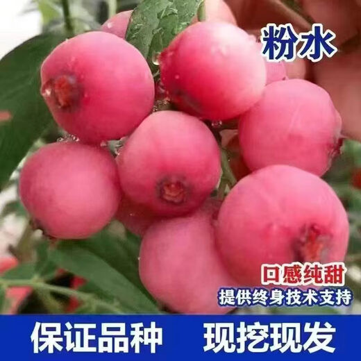 Two harvests, four-season blueberry seedlings potted in the ground, fruit tree seedlings in the south and north, indoor potted plants, pink water, tender and sweet, one-year seedlings, shipped one by one with soil
