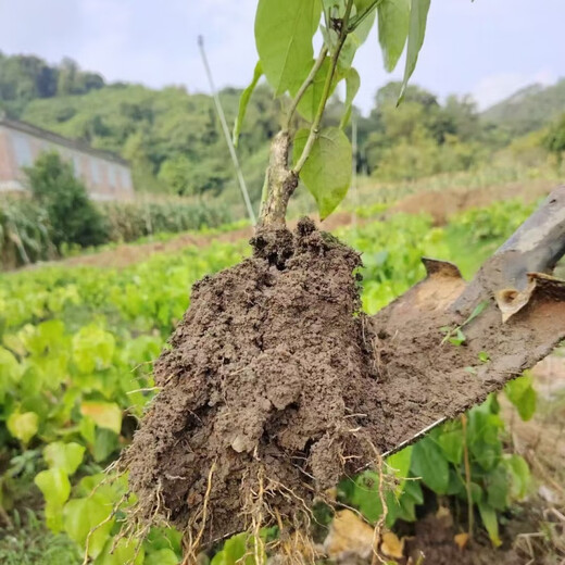 3-year-old red cang seedlings, moringa seedlings, 3 old red cang seedlings