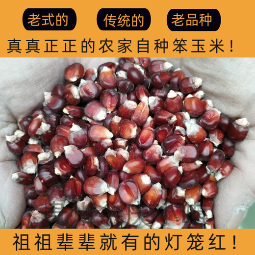 Old variety lantern red corn, traditional 1970s old-fashioned farmhouse reserved seed corn on the cob, edible red corn 50g, about 200 grains