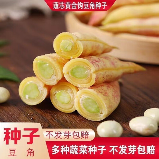 Golden Hook Bean Seeds Golden Hook Northeastern Oil Carob Seeds Gluten-free and Fire-free Yellow Early Golden Hook Bean Seeds Easy to Plant Original 2 Packs About 60 Grains Free Fertilizer