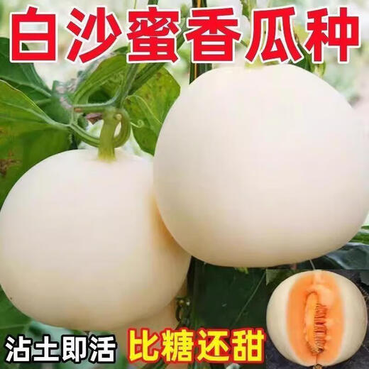 Qizhe Super Sweet White Sugar Melon Seed Super Sweet Early Melon Ripe Seed White Honey Melon Can High Yield Sweet Sugar Melon Seed Fruit All Seasons White Sugar Melon Seeds 2 Packs 100 Tablets Seasonal