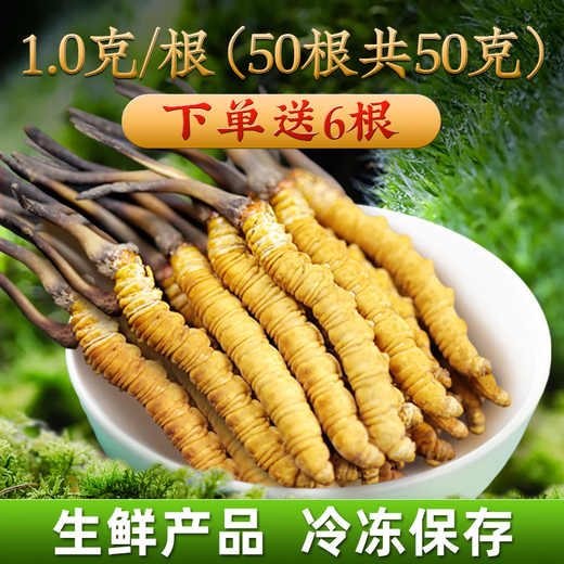
2025 Fresh Cordyceps Authentic First-Stage Fresh Cordyceps 1.2g/root of genuine fresh grass for gift supplements 0.8-1.0g/root [Cryo-save] 50 roots for 6 fresh Cordyceps and gift boxes