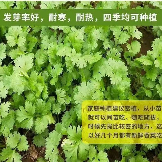 Easy to germinate large-leaf coriander seeds coriander seeds heat-resistant four-season balcony indoor potted seeds vegetable seeds four-season large-leaf coriander about 5000 capsules 5 packs