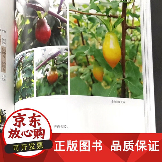 Lao CANG Persimmon Bonsai Pengda propagation greffant Couper les connaissances de base de la CANG LAO Persimmon, Compétences de maintenance, conseils de production et autres livres de bonsaï 1475 Chine Forestry Publishing House
