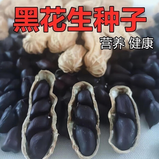 Black peanut seeds in shell, rich in selenium, black peanuts, black peanuts, farmers choose to sow in the field, black purple peanut seeds, black pearl peanut seeds, half Jin Jin is equal to 0.5 kilograms