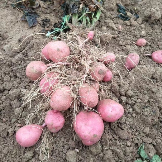 Hebei red-skinned large potatoes, fresh yellow-heart potatoes, freshly dug potatoes, ground eggs, potato noodles, hot pot wholesale, red-skinned large potatoes, 3Jin Jin is equal to 0.5kg, net weight, single fruit 150g+