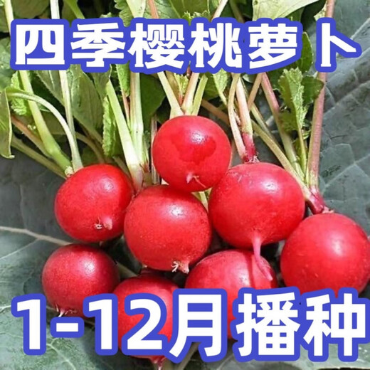 Collected by 20,000 people Four seasons cherry radish and fruit radish, eaten raw, red-skinned, white-fleshed radish, crispy, sweet and juicy Four seasons cherry radish and fruit radish (newly planted this year) Selected 1 pack (about 300 pieces)