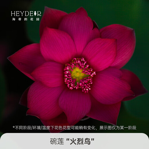微型碗莲种藕苗水培植物莲花小荷花苗根茎藕鞭苗庭院花卉盆栽裸藕 火烈鸟【中型】 8-15CM