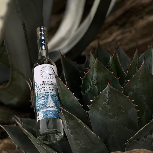 L'extraordinaire oiseau mezcal mézcal tequila tequila mezcal mexicain spirits importés 700 ml tequila mezcal sélectionnée à la main 700 ml