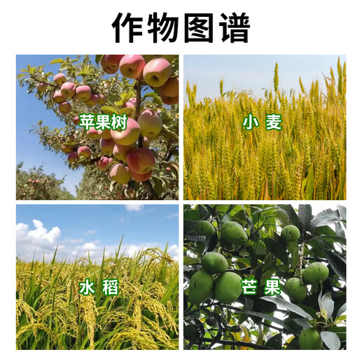 Longdeng Ricao Thiophanate Methyl 500g/L Thiophanate Methyl Anthrax Ring Rice Pesticide Fungicide