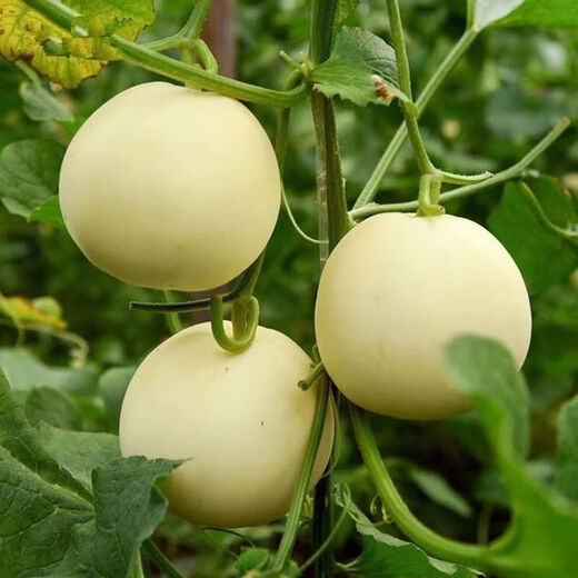 White sand honey melon seeds rock sugar melon seeds cantaloupe seeds spring, summer, autumn and winter balcony potted vegetables A white sand honey melon seeds 3 packs