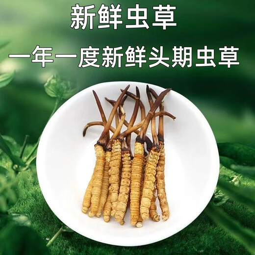 
Luzhangtang 2025 Fresh Cordyceps sinensis Cordyceps SF Express Cold Chain Direct Hair Selected Fresh Grass, each of Tibetan fresh Cordyceps 0.8 grams, 100 packs