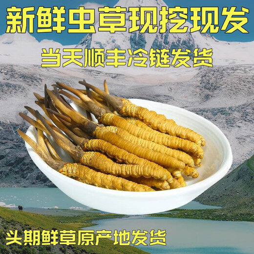 
Fresh Cordyceps sinensis 2025 Selected Alpine Fresh Cordyceps SF Express Cold Chain Direct Hair 1.2-1.4 grams/100 roots Tibet fresh grass 1.2-1.4 grams each 50 pieces of 3 pieces of free