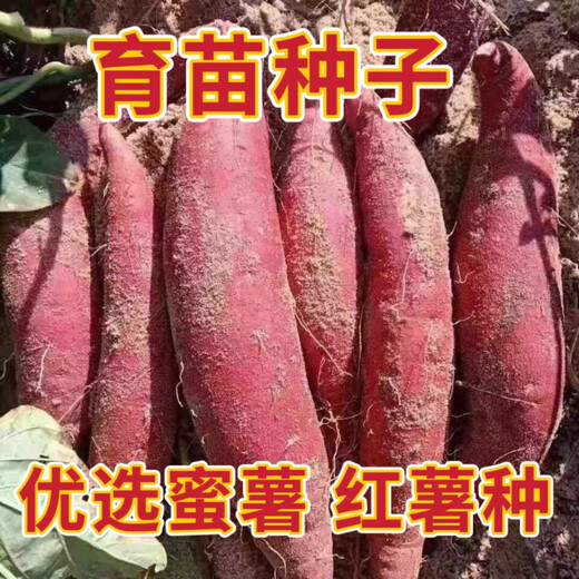Sweet Potato Seed Tobacco Potato Watermelon Red Sweet Potato Sweet Potato Candied Sweet Potato Sweet Potato Seedling Seedlings Tobacco Potato Sweet Potato Seed Fruit 5Jin Jin is equal to 0.5 kg