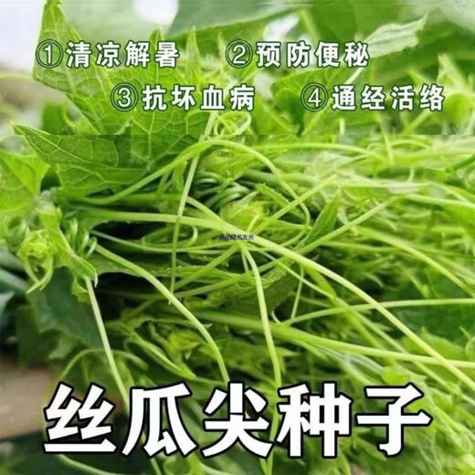 Pick undefeated and delicious luffa-tip asparagus heat-resistant vegetables, four-season luffa-tip asparagus seedlings, farm vegetable larvae, fragrant and tender luffa-tip asparagus seeds, new seeds this year, new seeds every particle, 3 packs of about 108 seeds + fertilizer