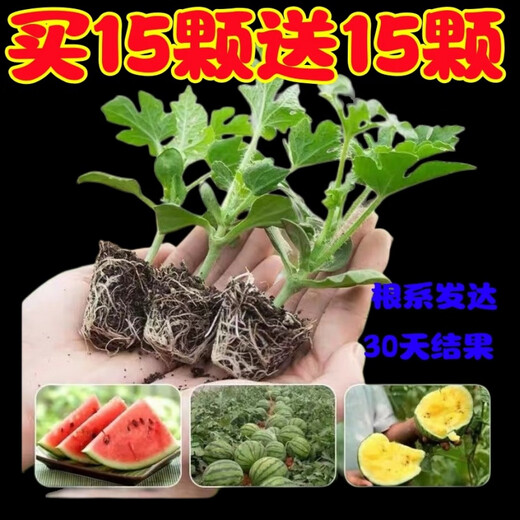 Watermelon seedlings grafted 8424 Extra Sweet Kirin Super Sweet Seedless Midu Watermelon Seedlings Potted Watermelon Seedlings Fire Super Sweet Buy 4+2 (Real Harvest 6) + Fertilizer