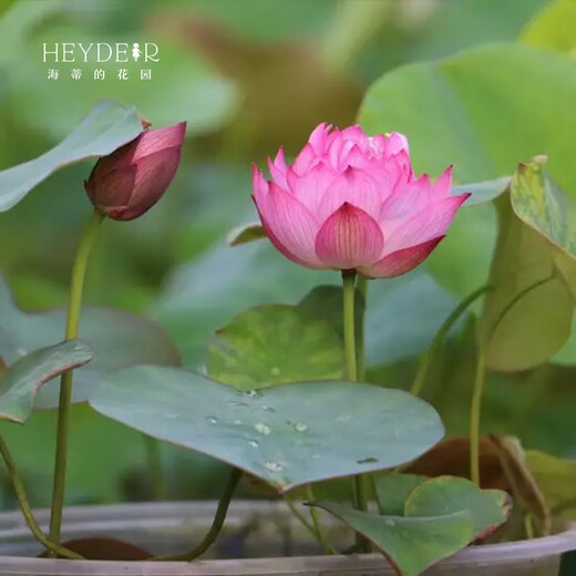 Mikrobrüche Lotuspflanzen Hydroponische Pflanzen Lotus kleine Lotus-Sämlinge Wurzeln und Stängel Lotus Schnecken Gartenblumen Nude Lotus Zhongfu [Mini] 8-15 cm