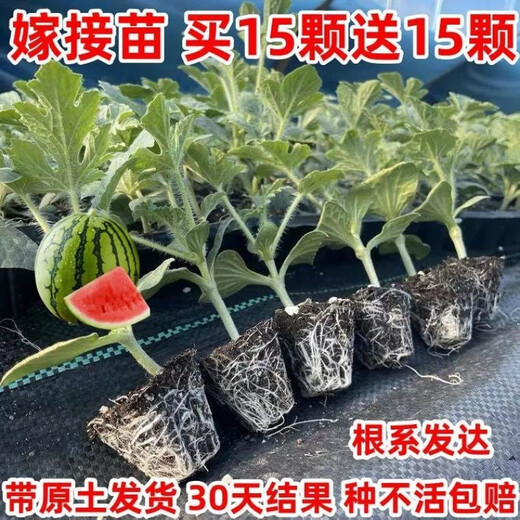 Watermelon seedlings grafted 8424 Extra Sweet Kirin Super Sweet Seedless Midu Watermelon Seedlings Potted Watermelon Seedlings Fire Super Sweet Buy 4+2 (Real Harvest 6) + Fertilizer
