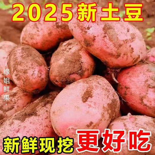 Hebei red-skinned large potatoes, fresh yellow-heart potatoes, freshly dug potatoes, ground eggs, potato noodles, hot pot wholesale, red-skinned large potatoes, 3Jin Jin is equal to 0.5kg, net weight, single fruit 150g+