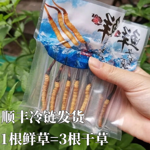 
Genuine 2025 fresh Cordyceps sinensis stubble Cordyceps sinensis 0.8g/root of fresh Cordyceps sinensis SF Express cold chain shipment Tibet fresh grass 1.0-1.2g each 50 pieces are given 3 pieces